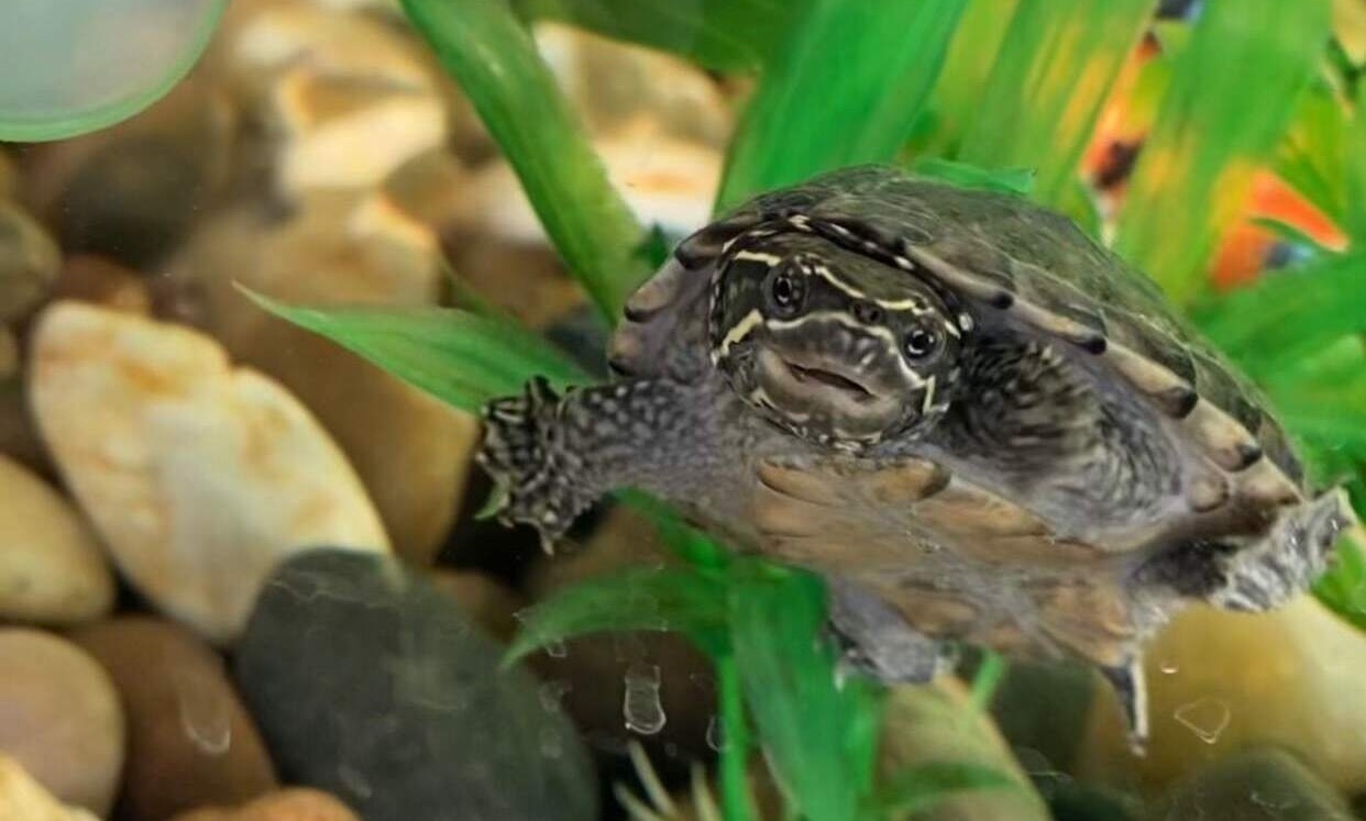 A picture of Burtle as a 3-month old turtle