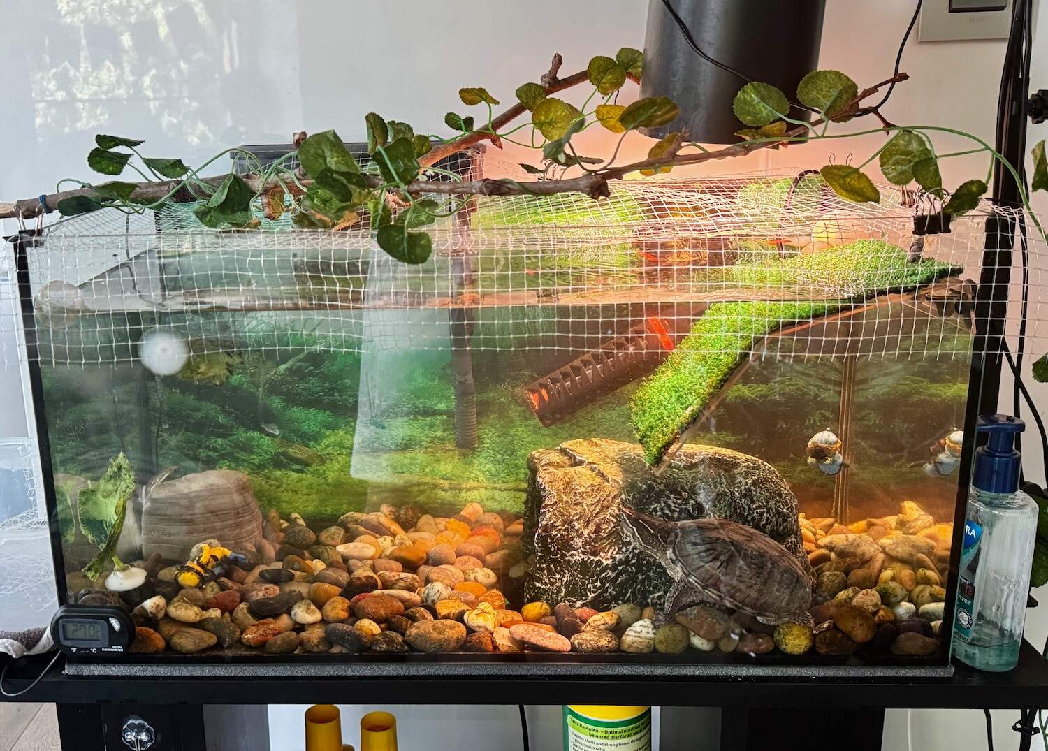 A picture of Burtle in her tank